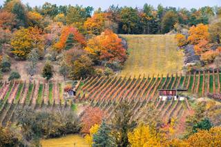 Des arbres dans la vigne : ce que l'agroforesterie apporte