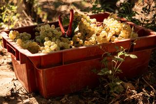 Vendanges de nuit en Camargue : pourquoi ce choix