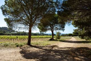 Côtes de Provence : la géologie derrière les rosés