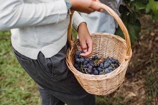 Beaujolais : pourquoi les vendanges avancent d'année en année
