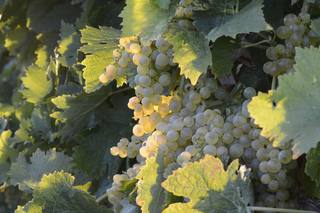 Vin blanc : cépages, vinification et vignobles