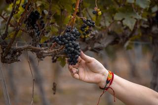 Vin rouge : macération, tanins et température