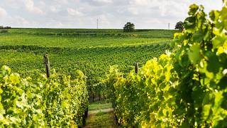 L'Alsace : un vignoble né d'une fracture géologique