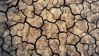 Sécheresse et vigne : ce que la plante subit vraiment