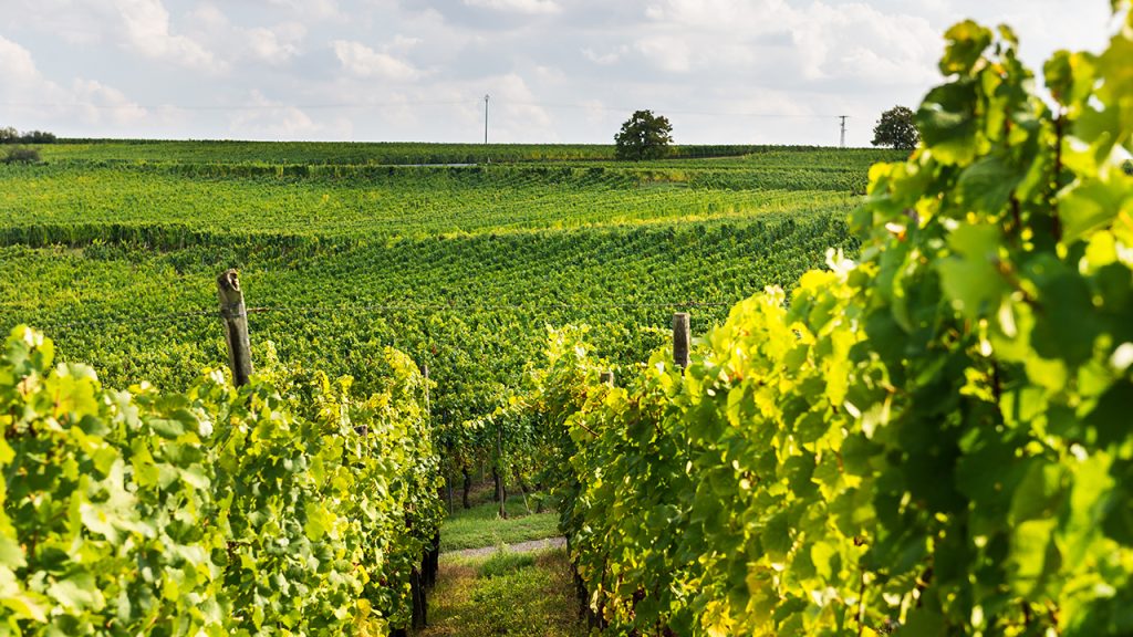 L’Alsace, un vignoble