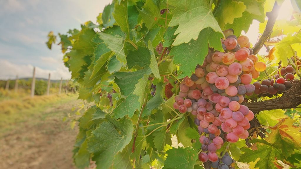 Mythe de la terre promise