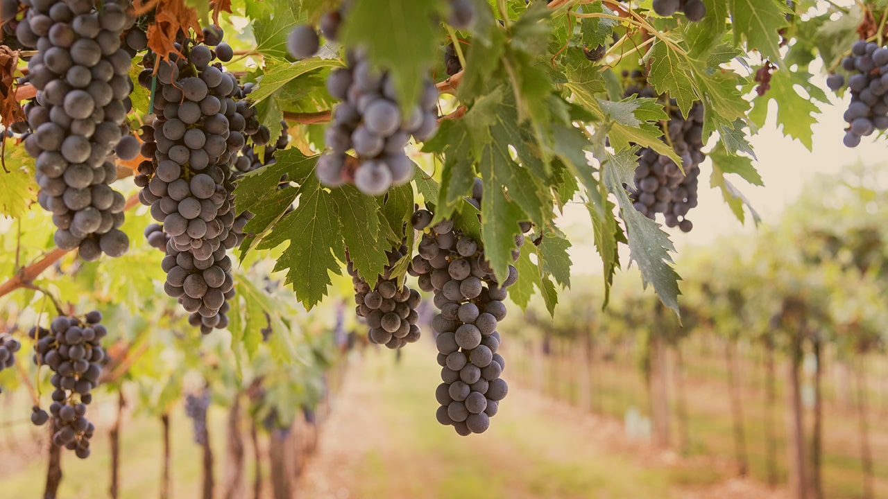 Vendanges premiers coups de sécateur précoces