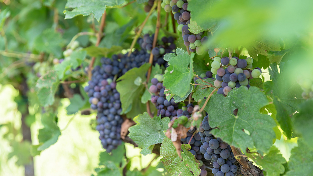 le vignoble alsacien s'essaie au cépage Syrah