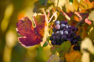 Les bases du vin pour débutant, de l'étiquette au verre