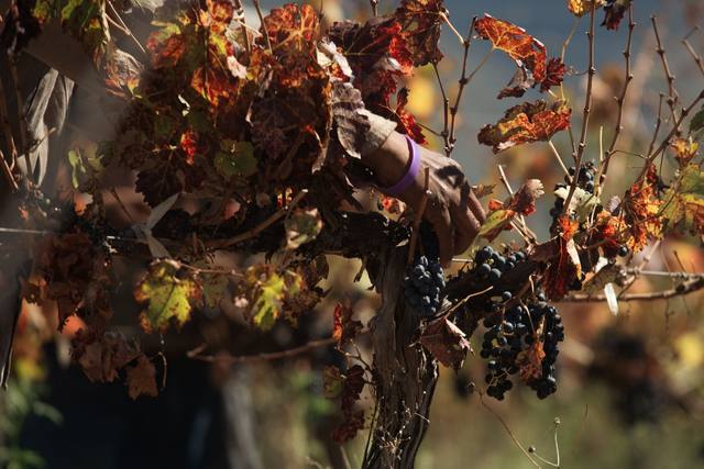 Tout sur le vin Tout sur le vin