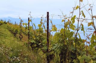 Le chablis en Suisse, de la cave du caviste à la table