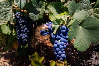Qu'est-ce que le vin orange, ce blanc macéré ?