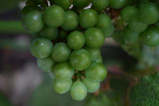 Bière et vin, qu'est-ce qui les distingue vraiment ?