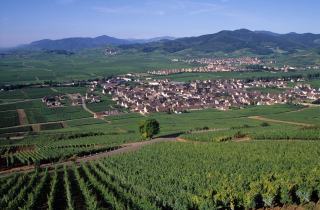 Où en est l'arrachage des vignes à Bordeaux en 2026 ?