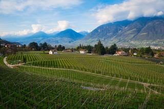 Le vin du Bugey, vignoble discret de l'Ain entre Jura et Savoie