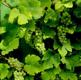 Vin caillouteux, ce que les cailloux du sol changent au verre