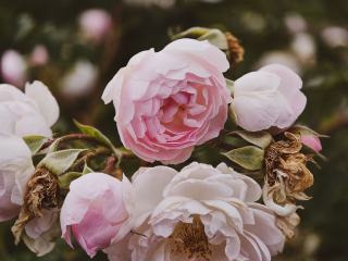Élaboration du vin rosé, de la vendange à la bouteille