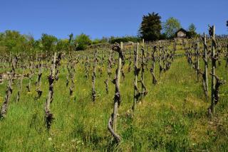 Vin sans alcool : fabrication, goût et vrais usages